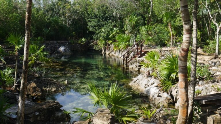 laguna rodeada de varios árboles y escalones de acceso