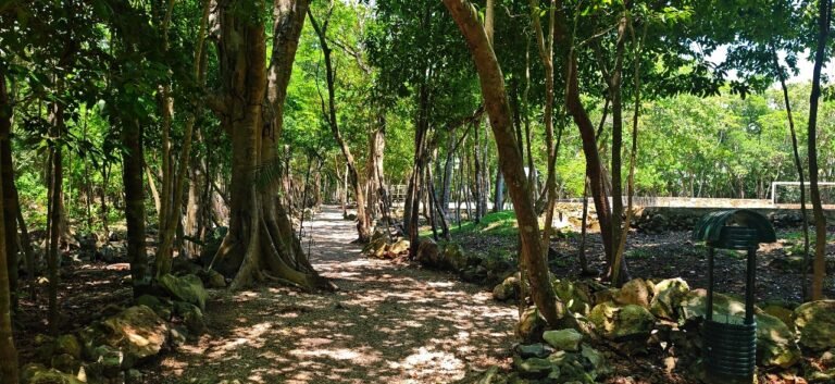 sendero en día soleado